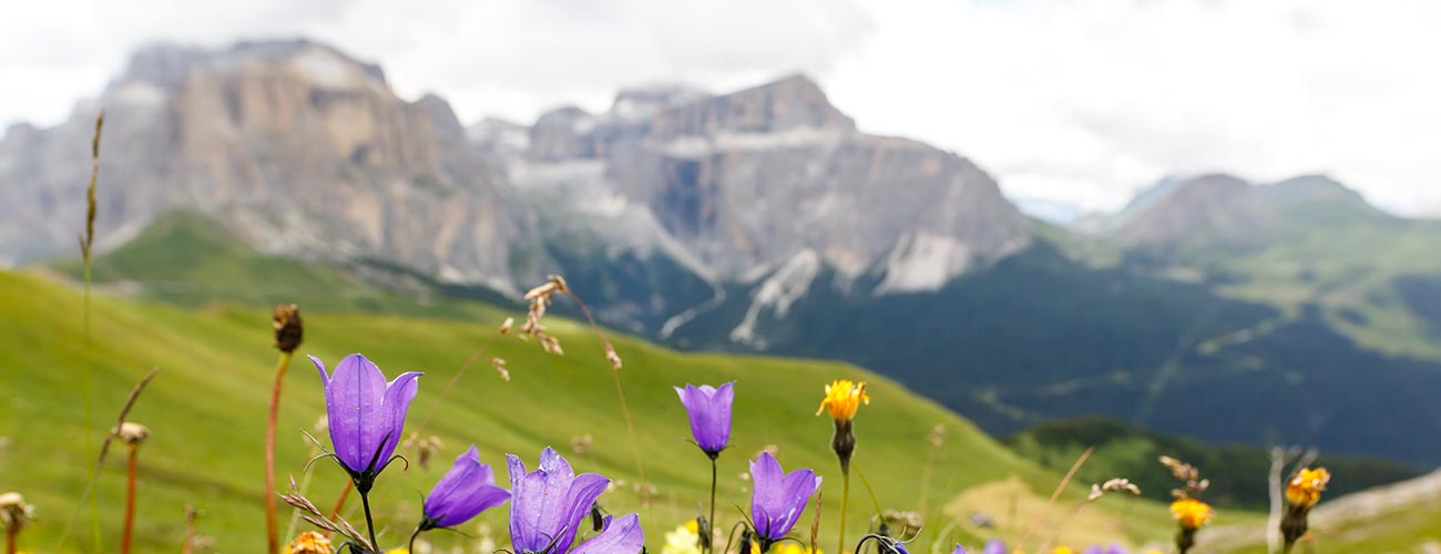 Fiori viola e gialli in primo piano e montagne sullo sfondo