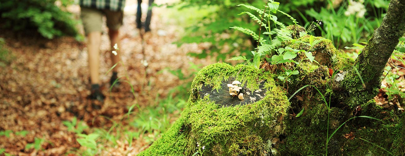 Close-up of ferns and moss in the forest with walkers in the background