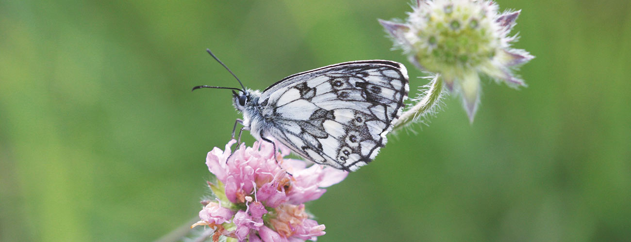 Nahaufnahme eines schwarz/weißen Schmetterlings auf einer Blume