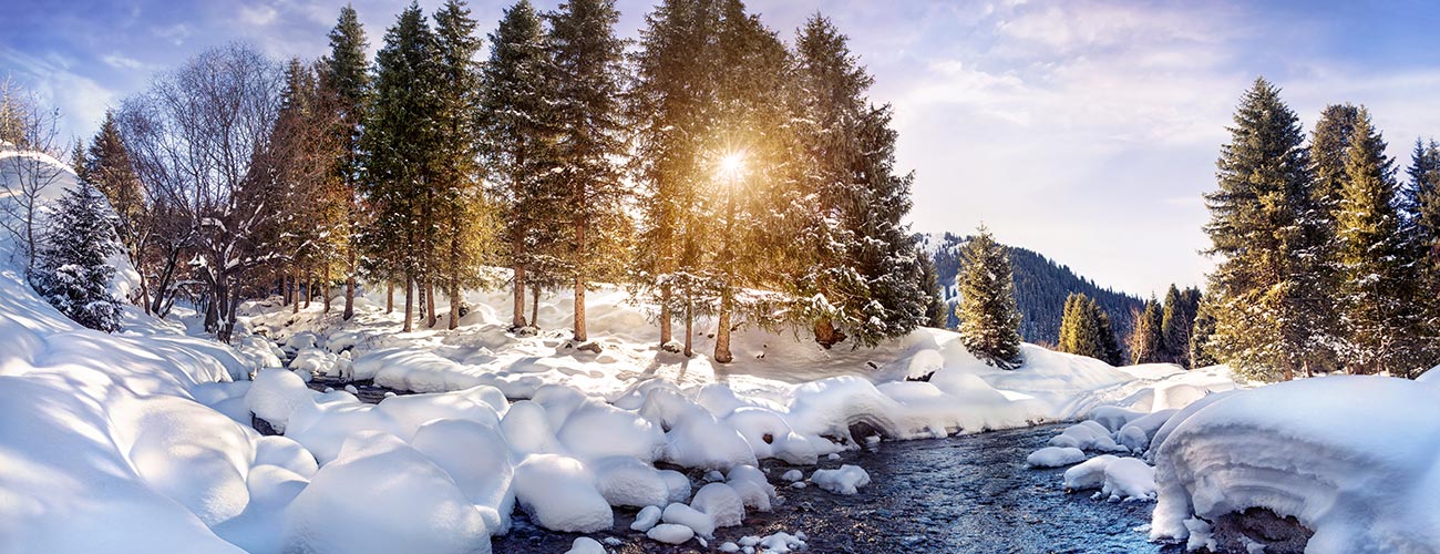 Die tiefstehende Sonne scheint durch Bäume voller Schnee