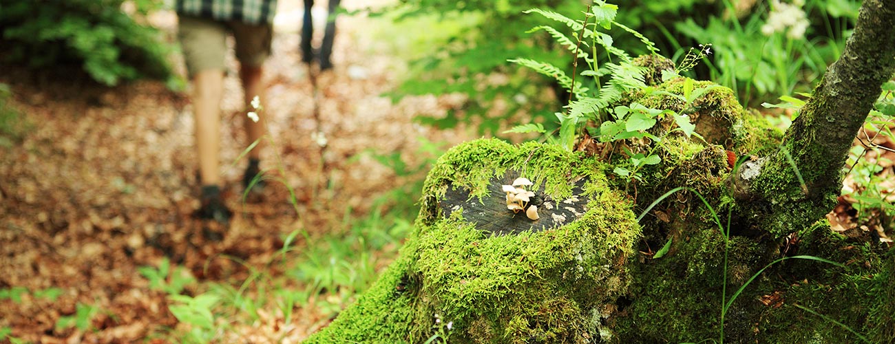 Nahaufnahme von Farne und Moos im Wald mit Wanderer im Hintergrund